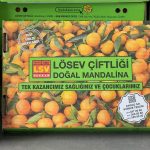 losev mandalina 3